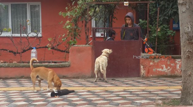 Başıboş köpekler çocukların gözü önünde 4 yavrusu olan anne kediyi boğarak öldürdü