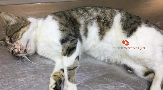 Başından 9 saçma çıkarılan kedi hayata tutundu