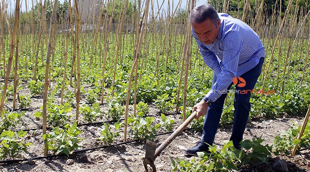 Başkan Böcek, Çandır Fasulyesi çapaladı