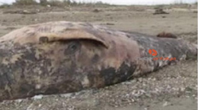 Bu görüntülere çok şaşıracaksınız! 6 metrelik balina karaya vurdu