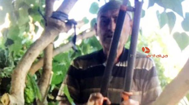 Budamak için çıktığı ağaçtan düşüp öldü