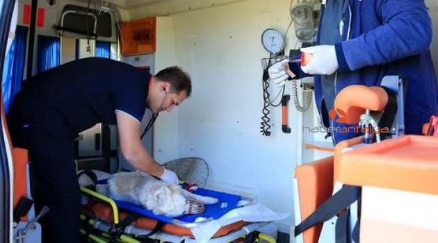 Büyükşehir Belediyesi Hayvan ambulansı 7/24 hizmette