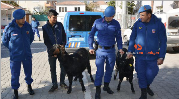 Çalınan hayvanları jandarma buldu