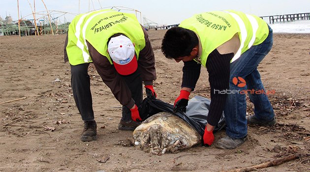 CARETTA CARETTA ÖLÜSÜ SAHİLE VURDU