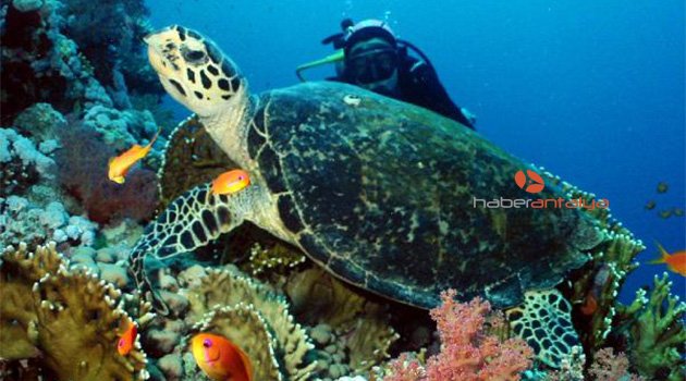 'Caretta carettalara kedi muamelesi yapmayın'