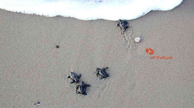 Caretta yavruları denizle buluştu