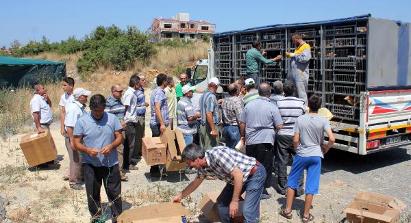 ÇİFTÇİYE DAMIZLIK YUMURTA TAVUĞU