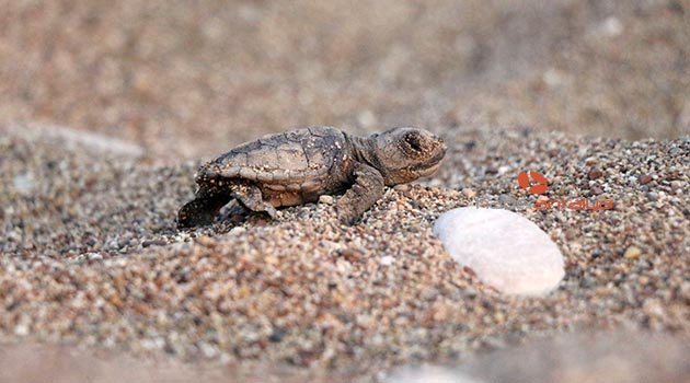 Çıralı'da bir haftada ikinci caretta rekoru