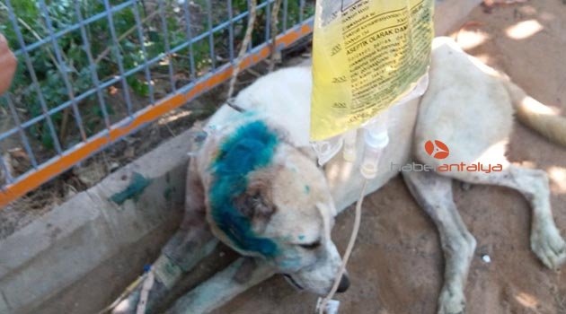 Çoban köpeği tabanca ile vuruldu