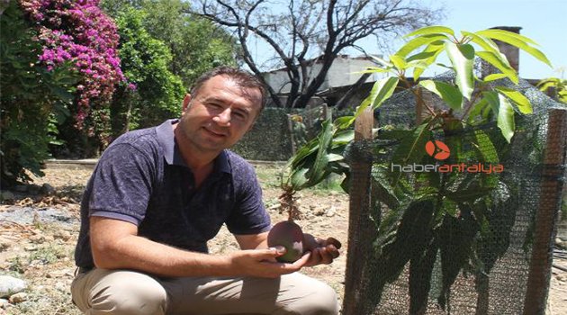 Deneme amaçlı ektiği mangoların ilk meyvesini aldı