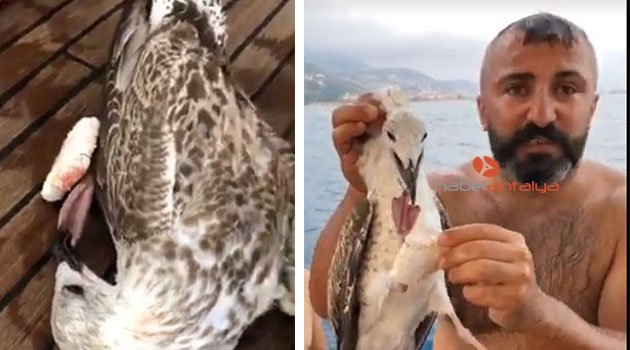 Denizde oltaya takılıp can çekişen martı kaptan tarafından kurtarıldı
