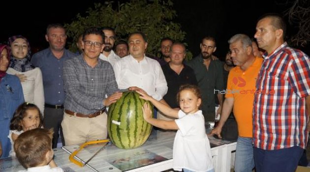 Dev karpuz testereyle kesildi