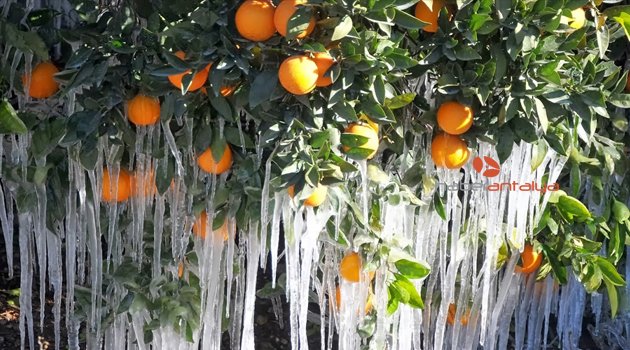 DİKKAT: ANTALYA’YA ZİRAİ DON UYARISI