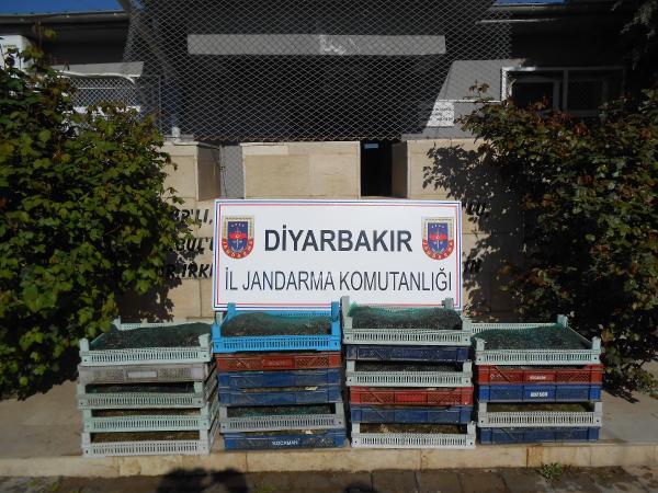 Diyarbakır'da İzinsiz 191 Kilo Kurbağa Avlayan 5 Kişiye 38'er Bin Tl Ceza Kesildi