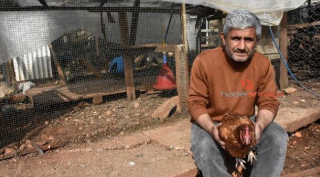 Doğa dostu bekçinin tavuklarını çaldılar