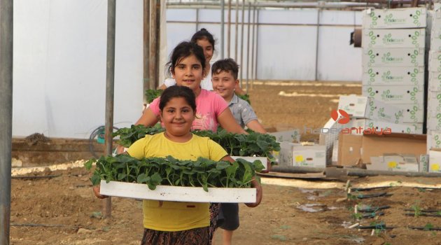 Dolara tepki olarak fide ekimini 1 ay öne aldılar