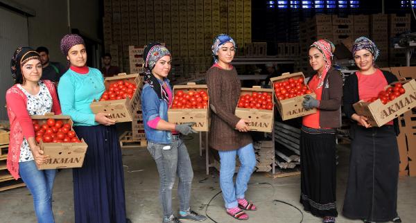 Domates Fiyatı Üreticiyi Güldürüyor