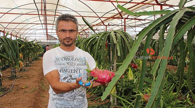 Domates ve biberin masrafından bıkıp kurtuluşu Pitaya meyvesinde buldu