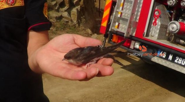 Elektrik tellerine takılan yavru kırlangıcı itfaiye kurtardı