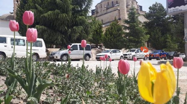 Elmalı baharı lalelerle karşıladı