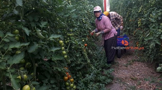 Elmalılı domates üreticisi fiyattan memnun