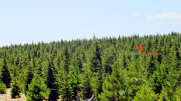 Enerjim Organik tarifesini seçenlerin enerjisi Elmalı’da ormana dönüştü