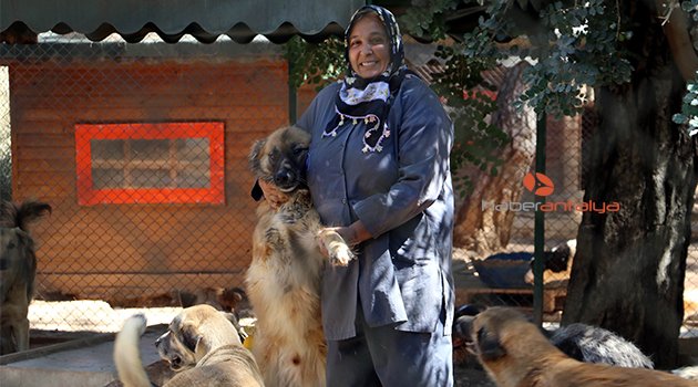 Engelli sokak köpeklerine özel bakım