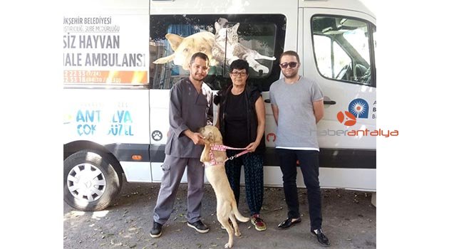 Ensesi kesilen köpeği sahiplendi