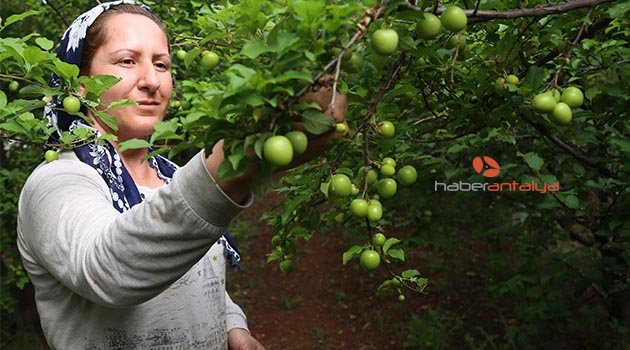 Eriğin kilosu 500 liradan 100 liraya düştü