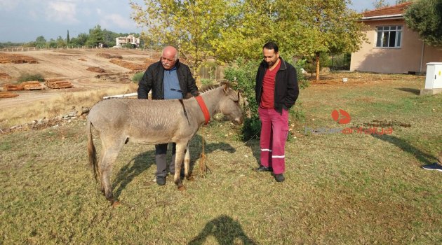 Eşekli muhtar, ihaleyle yeni eşek aldı