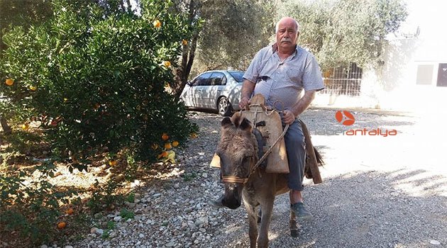 Eşekli muhtarın eşeği öldü