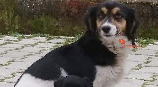 Evcil köpeği zehirlediler