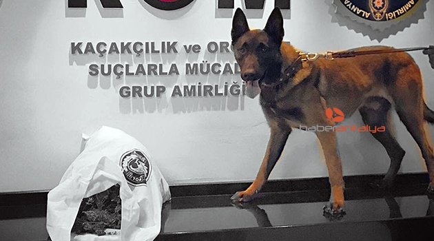 EVDEKİ UYUŞTURUCU 'ESCO'YA TAKILDI