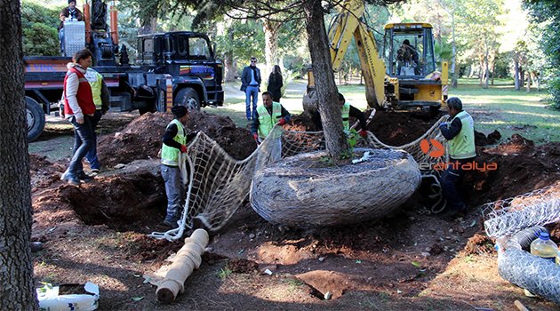 EXPO 2016'DA AĞAÇ NAKLİ REKORU KIRILDI