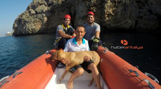 FALEZLERDEN SOKAK KÖPEĞİNİ ATTILAR
