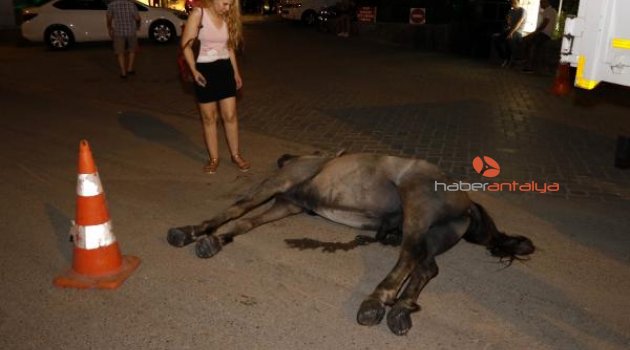Faytoncu, sıcak ve susuzluktan telef olan atı bırakıp başka bir faytonla kaçtı!
