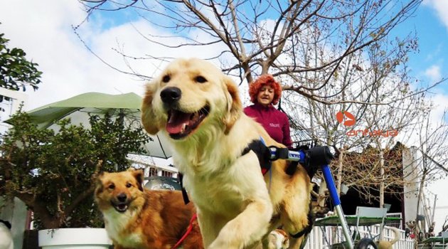 FELÇLİ KÖPEK UYUTULACAKTI, İSPANYA'DA YAŞAMA DÖNDÜ