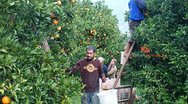Finike portakalına duble yol tehdidi