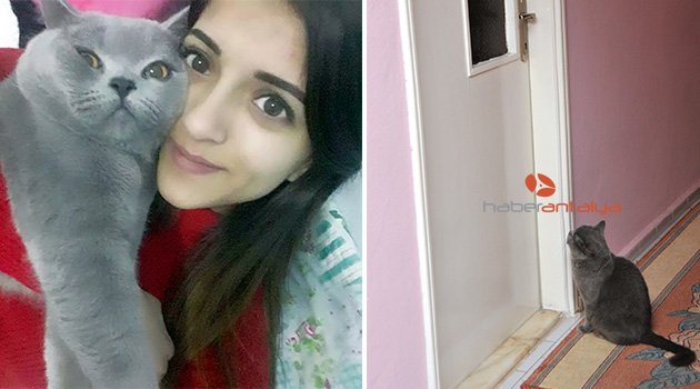Gamze kazada öldü, kedisi kapısından ayrılmıyor