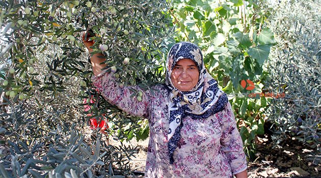 GAZİPAŞA'DA 37 BİN TON ZEYTİN REKOLTESİ BEKLENİYOR