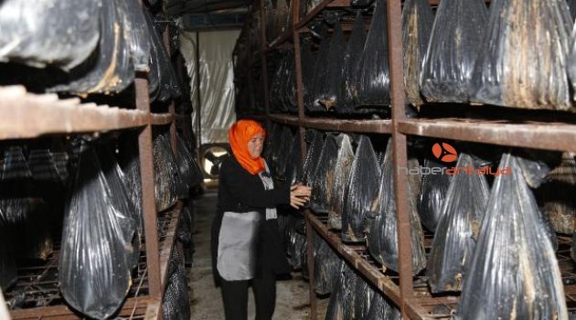 Girişimci kadını, pamuk iflas ettirdi