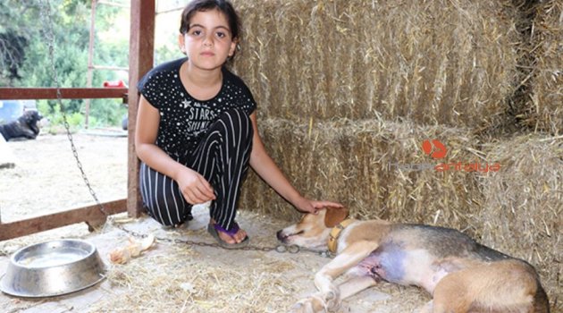 Göğsü keskin cisimle yarılmış halde bulunan köpek tedavi altına alındı