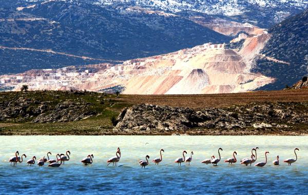 Gölde Flamingo Heyecanı