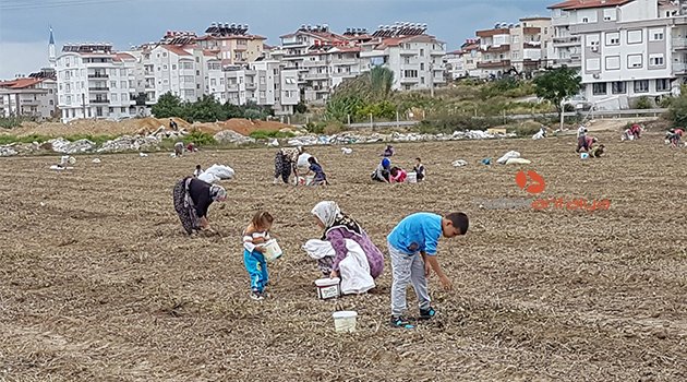 Hasat sonrası tarlada kalan fıstıklara akın ettiler