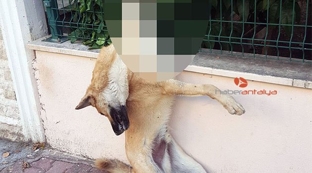 Hayvanları Koruma Günü'nde katliam