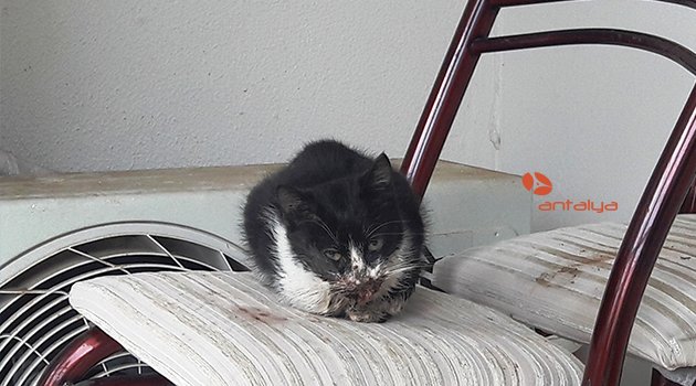 Hayvansever öğrenci minik yavruyu kurtardı