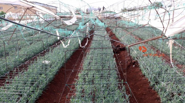 Hortum seraları hasat zamanında vurdu
