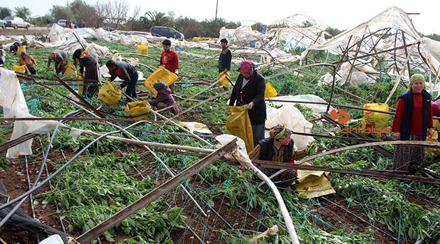 Hortum sonrası acı hasat