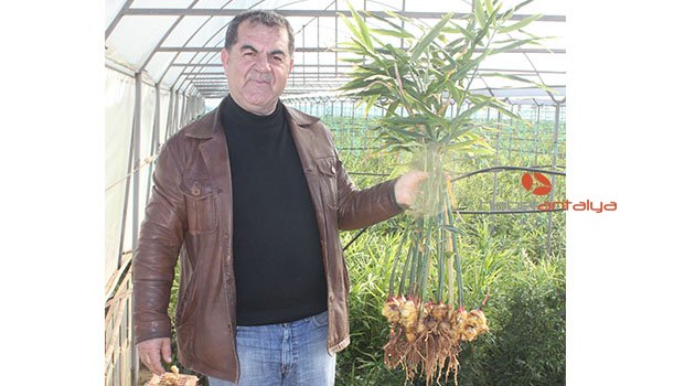 İlk yerli zencefil Gazipaşa'da üretildi