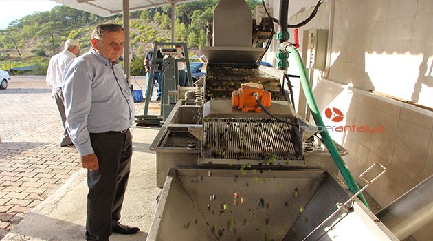 İLK ZEYTİNLER  YAĞA DÖNÜŞTÜ
